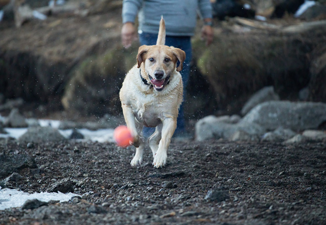 Dog playing at Rimrock area in Bend, OR