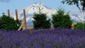 cascade-lavender-farm-960