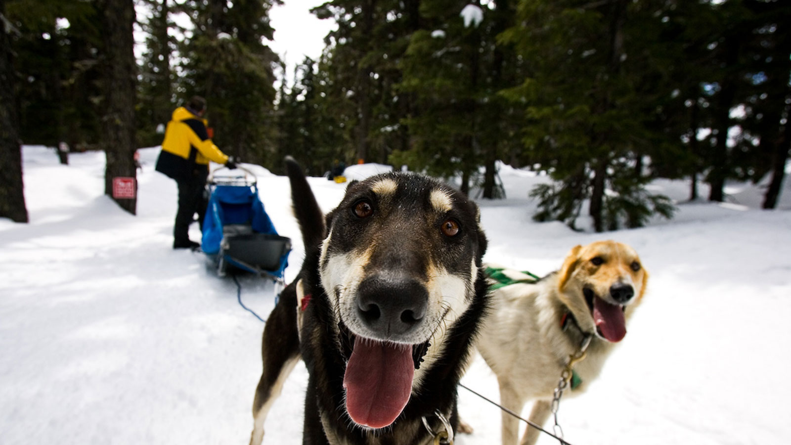 Sled dog rides at Mt Bachelor in Bend, OR