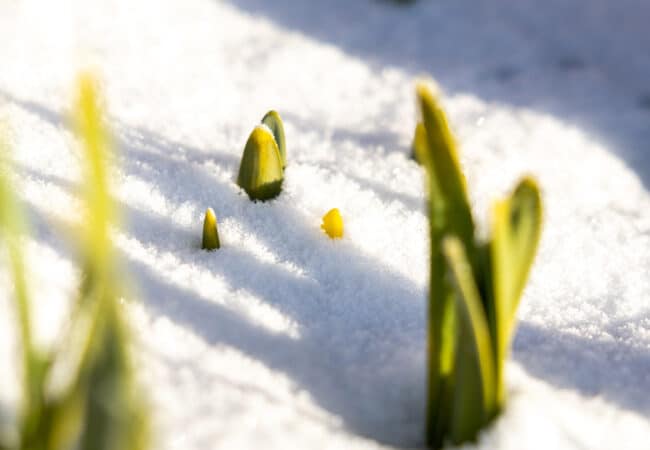 Spring flowers bursting through the snow in Bend, Oregon.