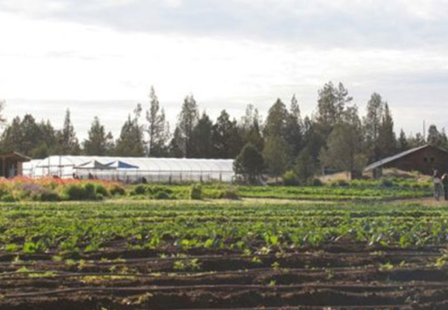 View of the Rainshadow Organics Farm