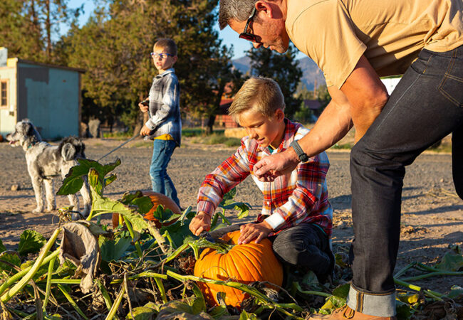 A child cuts a pumpkin from the vine near Bend, Oregon.